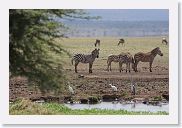 03LakeManyara - 52 * Zebra and Grey Heron.